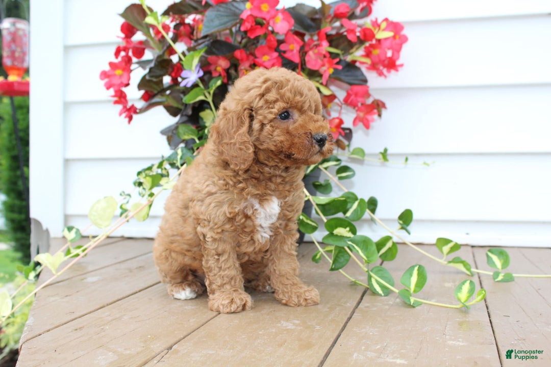 Mini Goldendoodle dogs for sale: Karson - Image 5