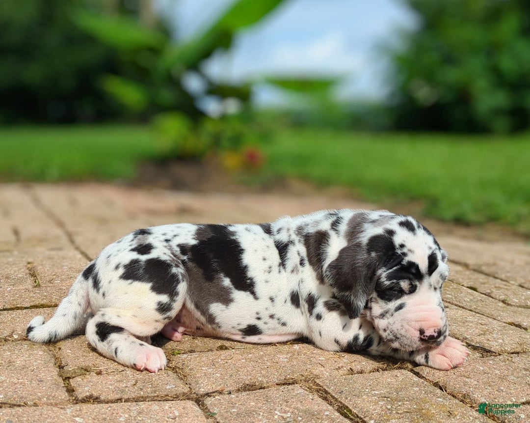 Great Dane dogs for sale: Nino - Image 2