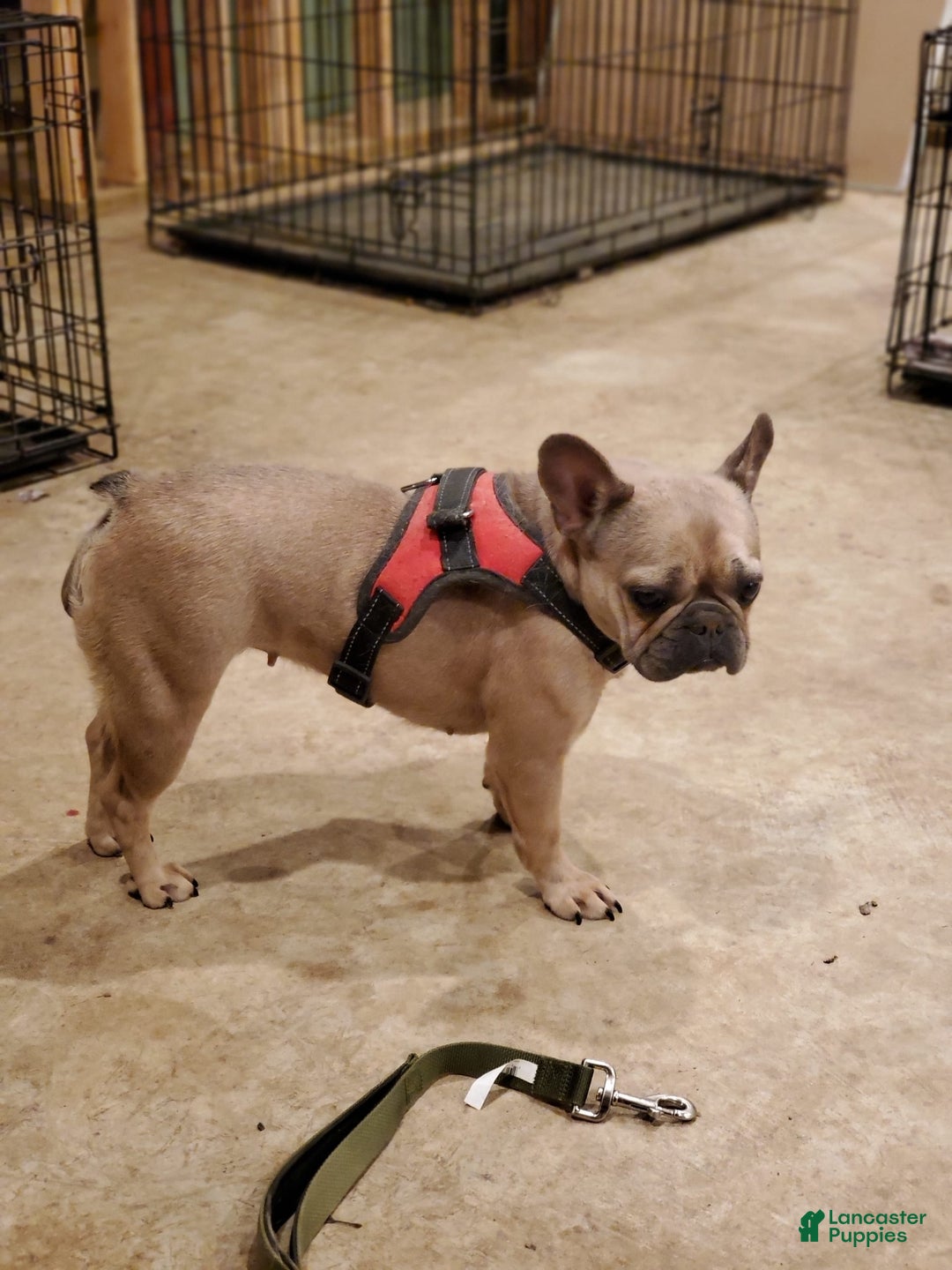 French Bulldog dogs for sale: Black Adam - Image 5