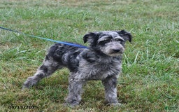 Aussiedoodle dogs for sale: Pepper - Image 4