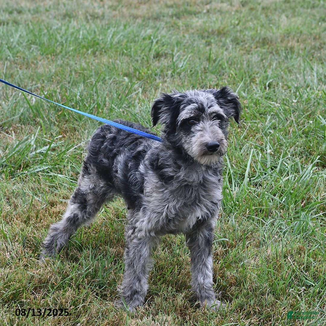 Aussiedoodle dogs for sale: Pepper - Image 4