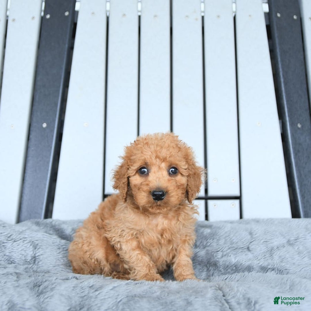 Mini Goldendoodle dogs for sale: Aurora - Image 13