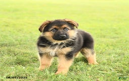 German Shepherd dogs for sale: Dynamo - Image 4
