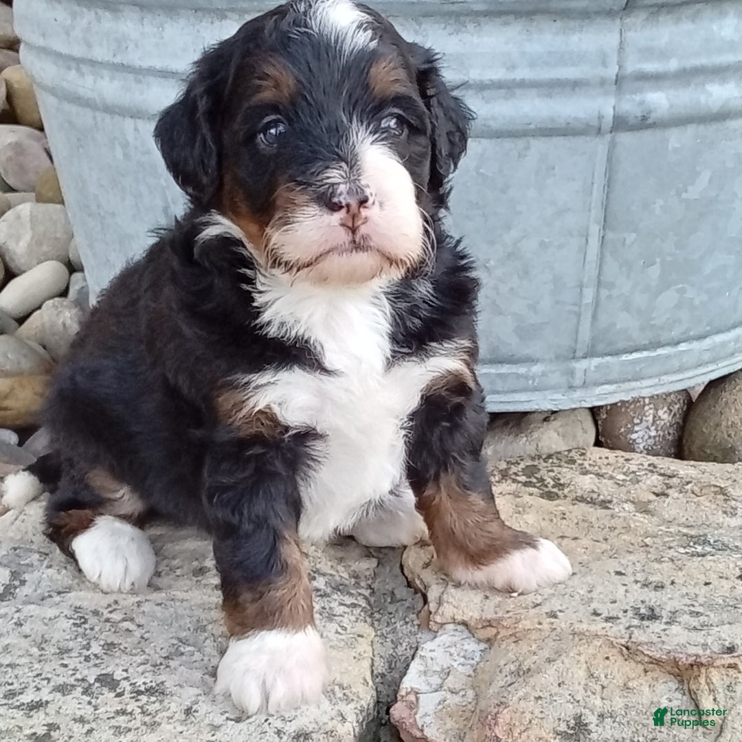 Mini Bernedoodle dogs for sale: Oakley - Image 10