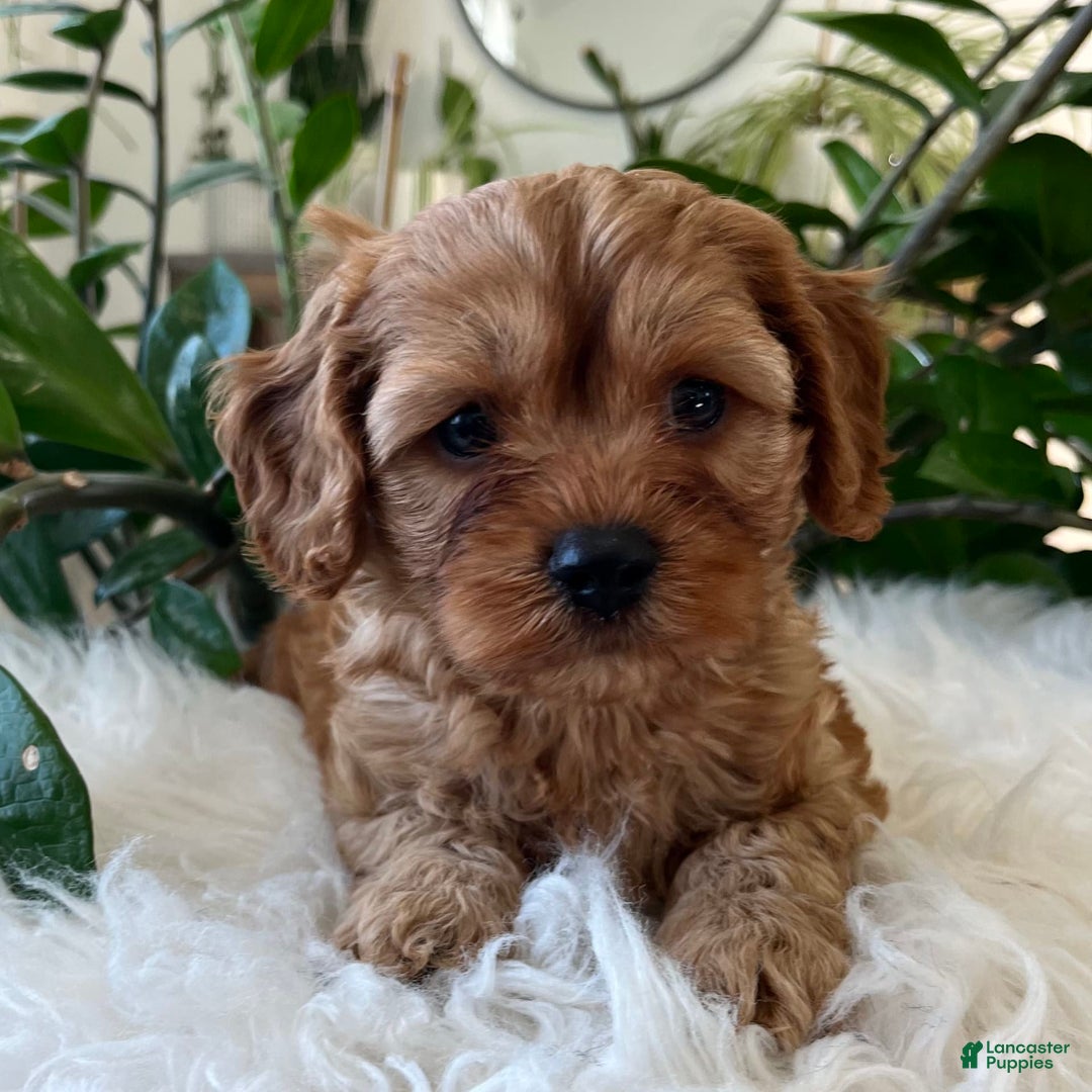 Cavapoo dogs for sale: Mason - Image 2