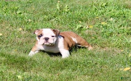 English Bulldog dogs for sale: Winston - Image 4
