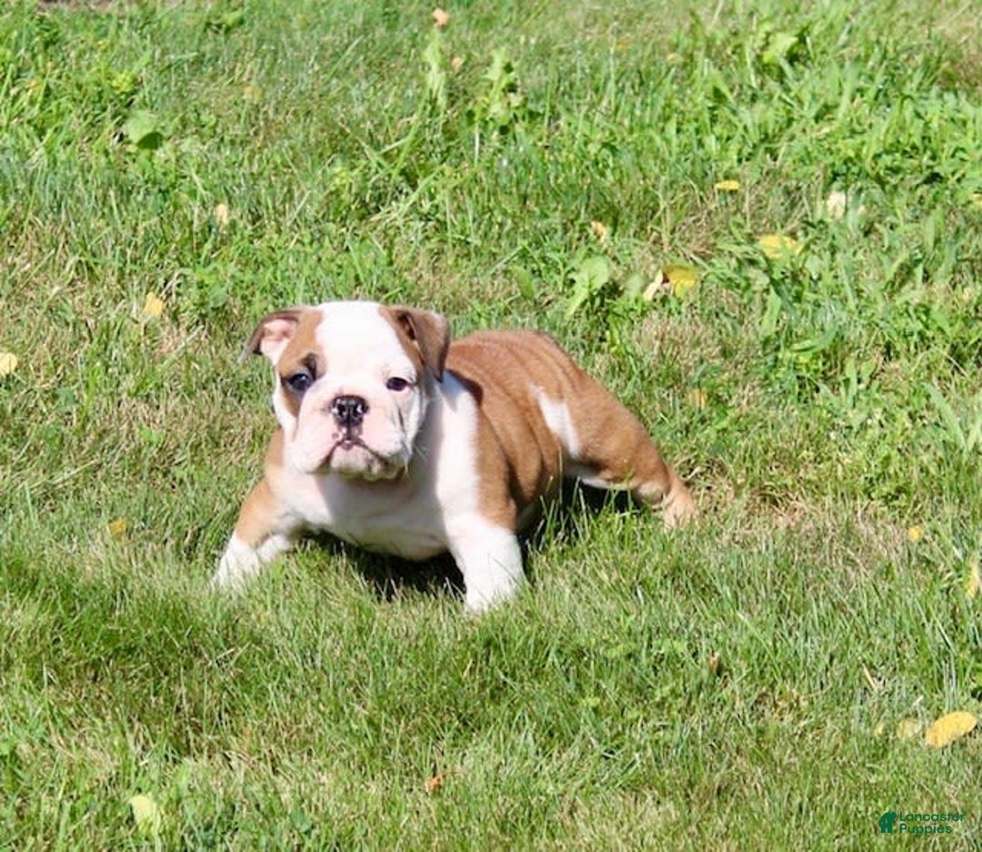 English Bulldog dogs for sale: Winston - Image 4