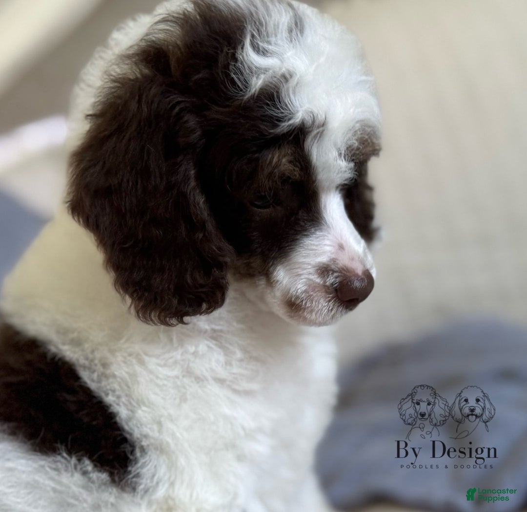 Standard Poodle dogs for sale: Arlo Chocolate Tri Parti - Image 12