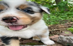 Australian Shepherd dogs for sale: Stubbs Mcgee - Image 2
