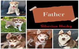 Siberian Husky dogs for sale: Syre - Image 5