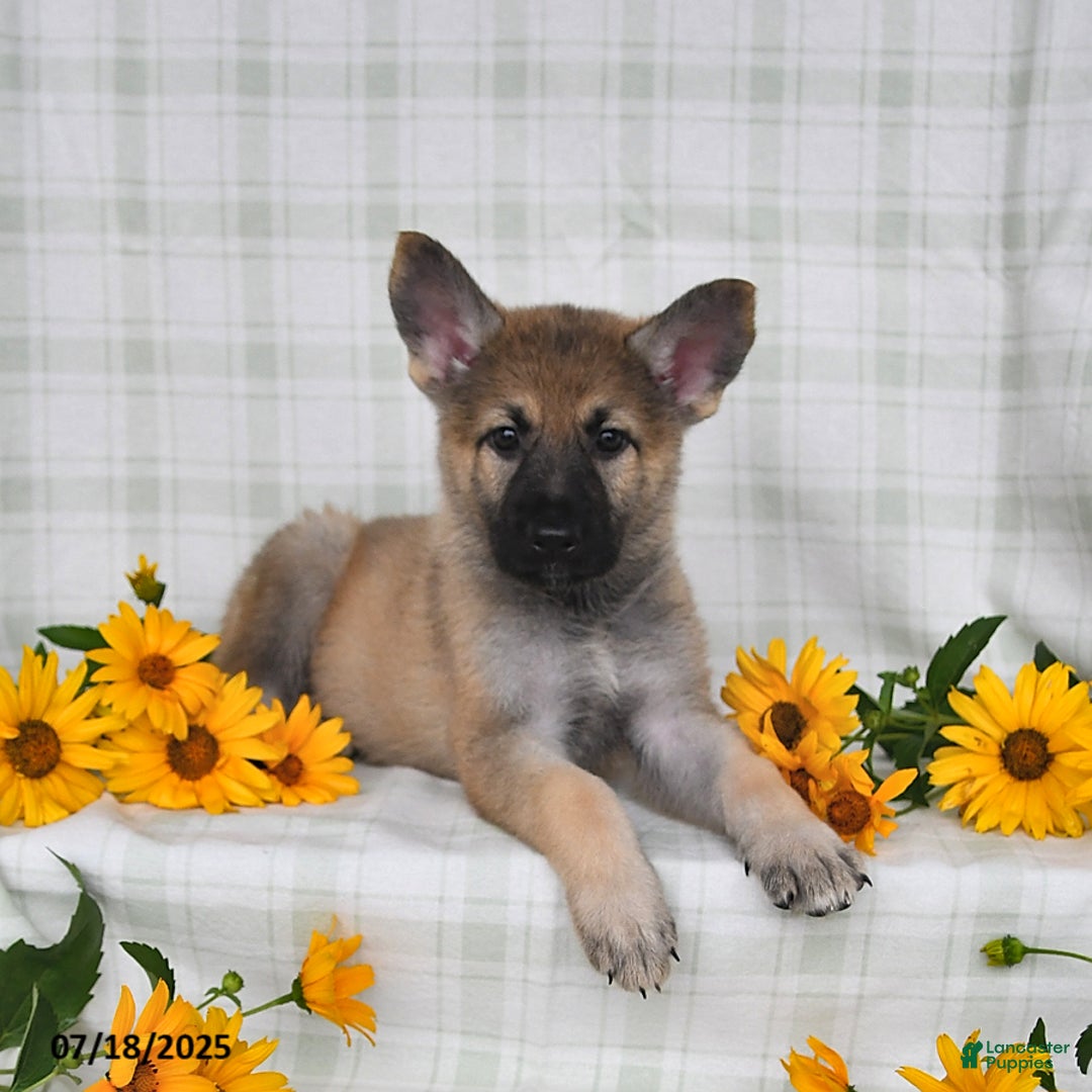 German Shepherd dogs for sale: Kyla - Image 1