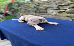American Bully dogs for sale: Hot Head / Deja Vu - Image 7