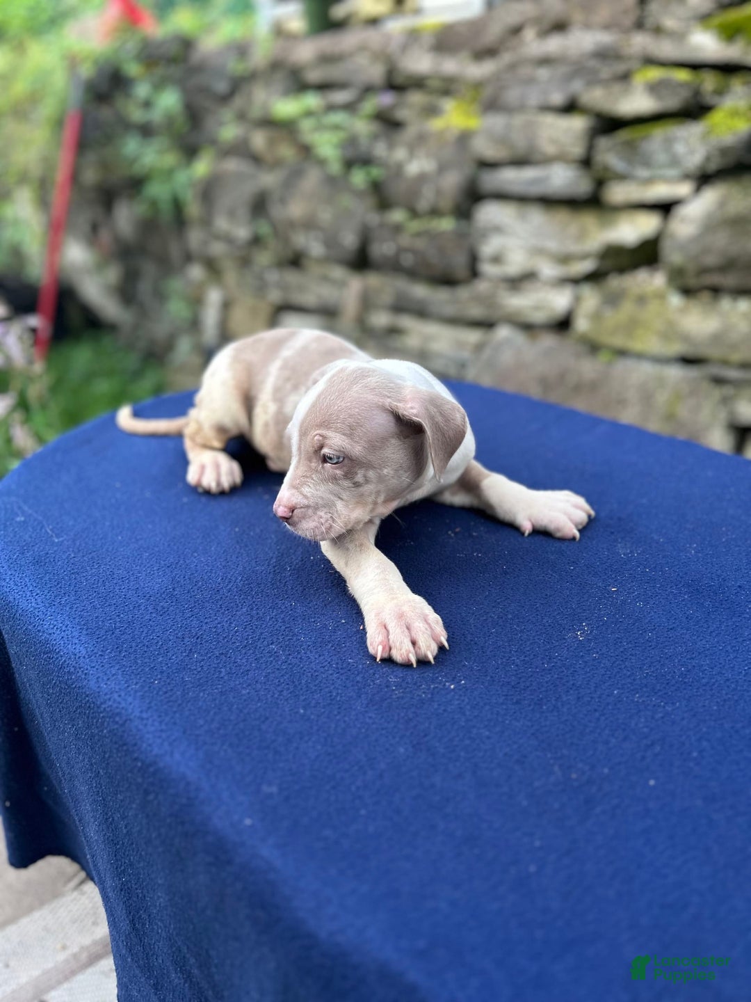 American Bully dogs for sale: Hot Head / Deja Vu - Image 7