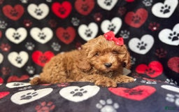 Cavapoo dogs for sale: Shayla - Image 5