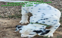 Dalmatian dogs for sale: Peppers Green Boy - Image 1
