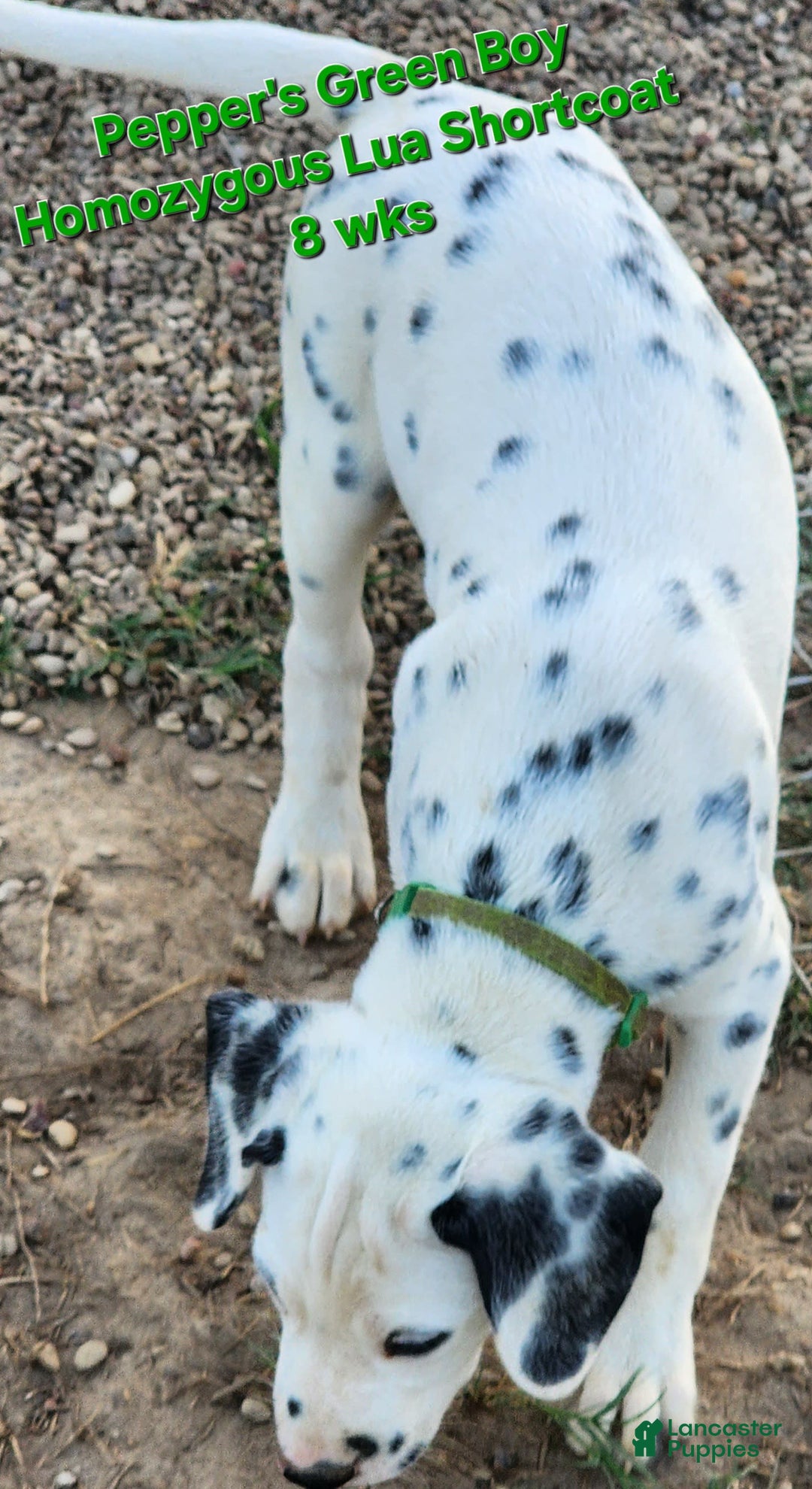 Dalmatian dogs for sale: Peppers Green Boy - Image 1