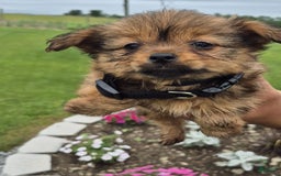 Chihuahua dogs for sale: Bc Penny - Listing for pets: Rc Mindy, Bc Penny, PC Marly - Image 1