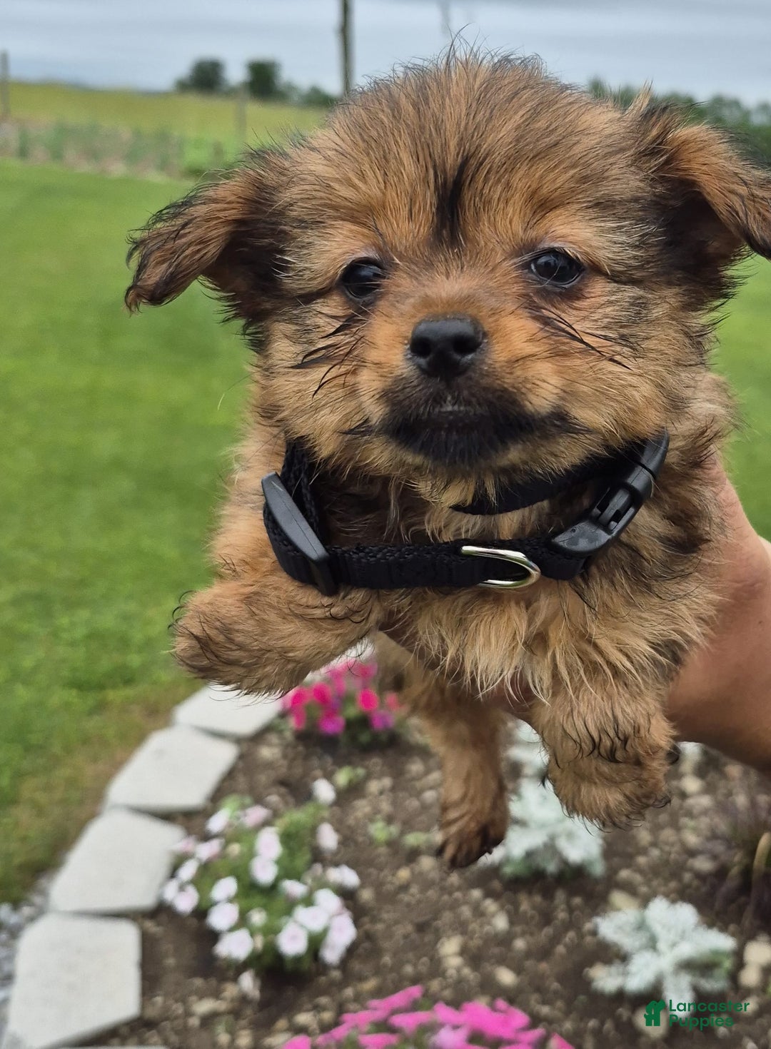 Chihuahua dogs for sale: Bc Penny - Listing for pets: Rc Mindy, Bc Penny, PC Marly - Image 1