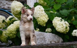 Gerberian Shepsky dogs for sale: Lawson - Image 8