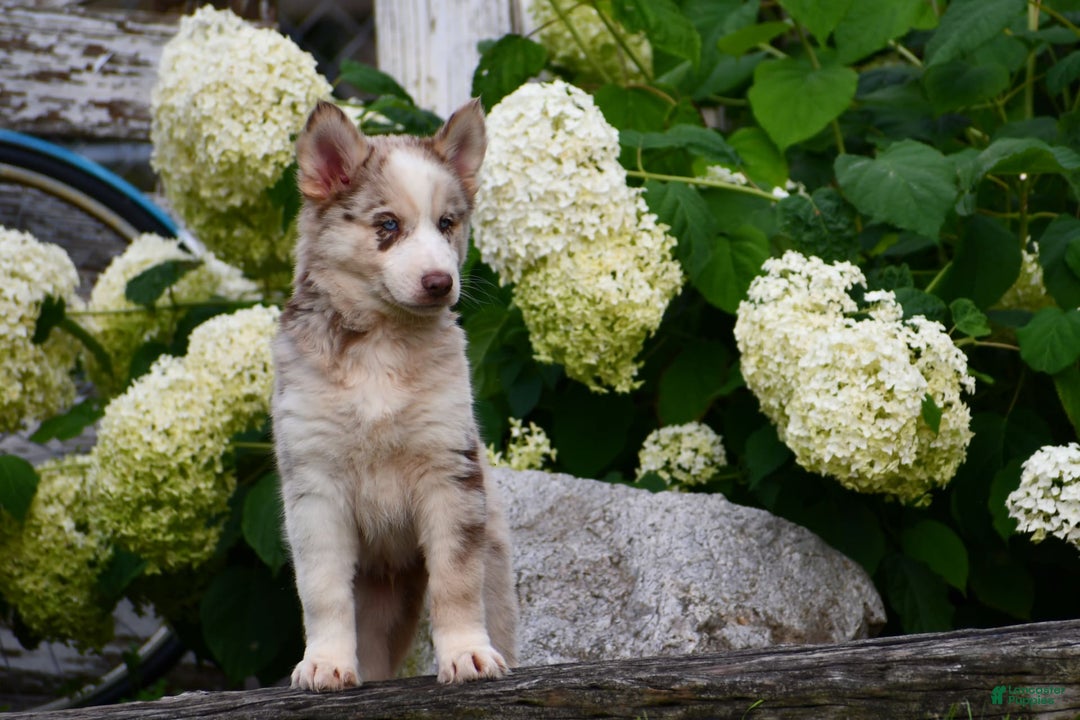 Gerberian Shepsky dogs for sale: Lawson - Image 8