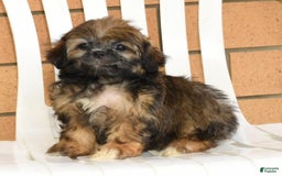 Teddy Bear dogs for sale: Sandy - Image 5