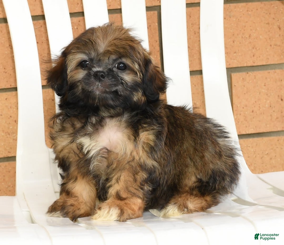Teddy Bear dogs for sale: Sandy - Image 5
