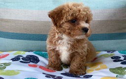 Havapoo dogs for sale: Havapoo 6 puppies - Image 4