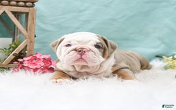 English Bulldog dogs for sale: Buster - Image 3