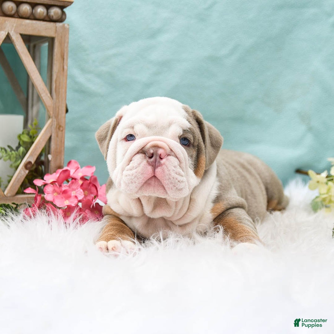 English Bulldog dogs for sale: Buster - Image 3