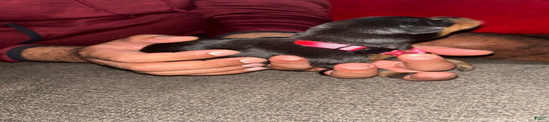 Pink Collar