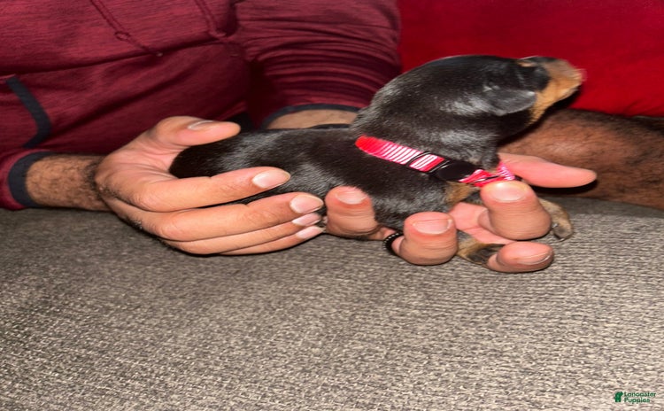 Doberman Pinscher dogs for sale - Ad 1