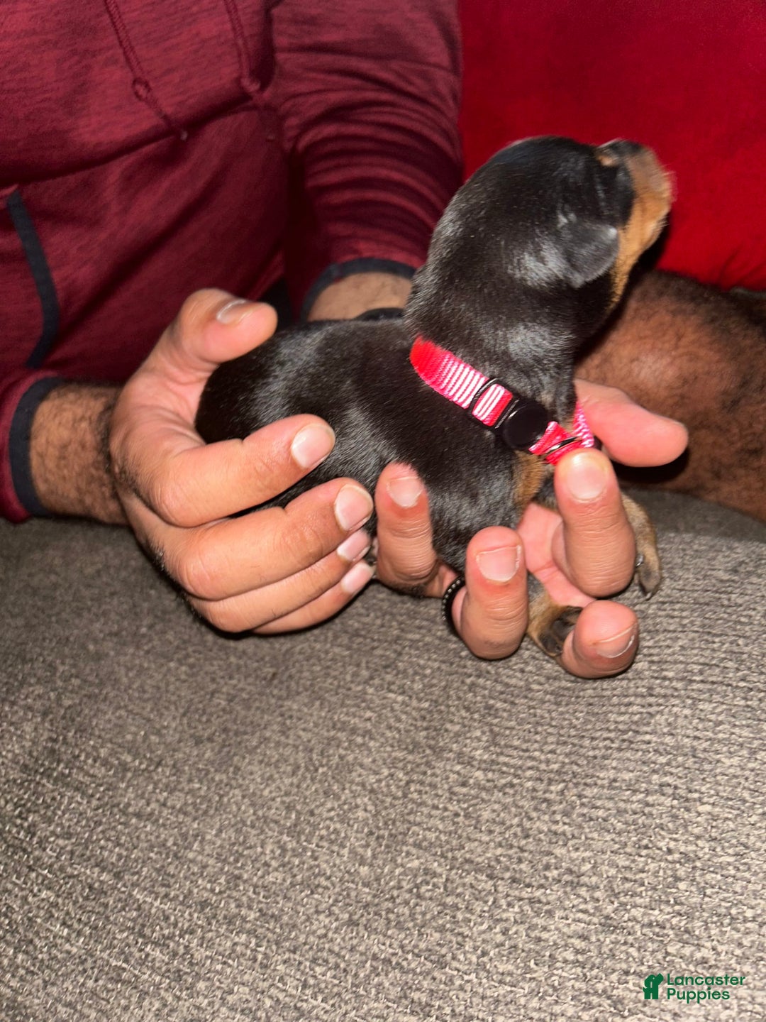 Doberman Pinscher dogs for sale: Pink Collar - Image 4