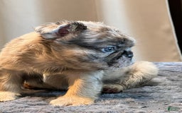 English Bulldog dogs for sale: Bolo - Image 3