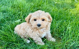 Maltipoo dogs for sale: Solomon - Image 6