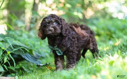 Cockapoo dogs for sale: Bruno - Image 10