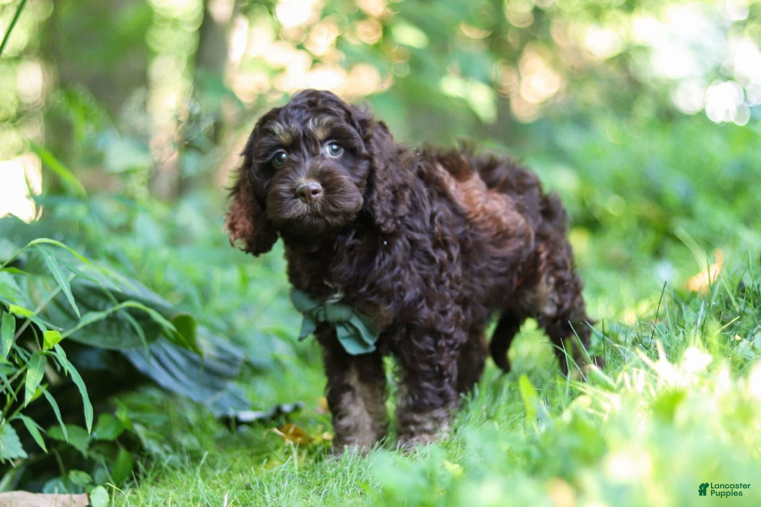 Cockapoo dogs for sale: Bruno - Image 10