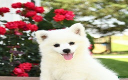 American Eskimo dogs for sale: Muffin - Image 10