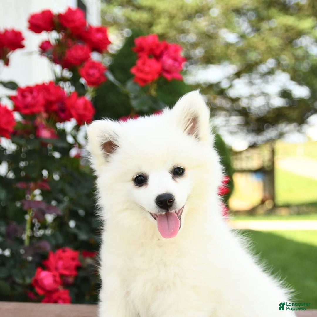 American Eskimo dogs for sale: Muffin - Image 10