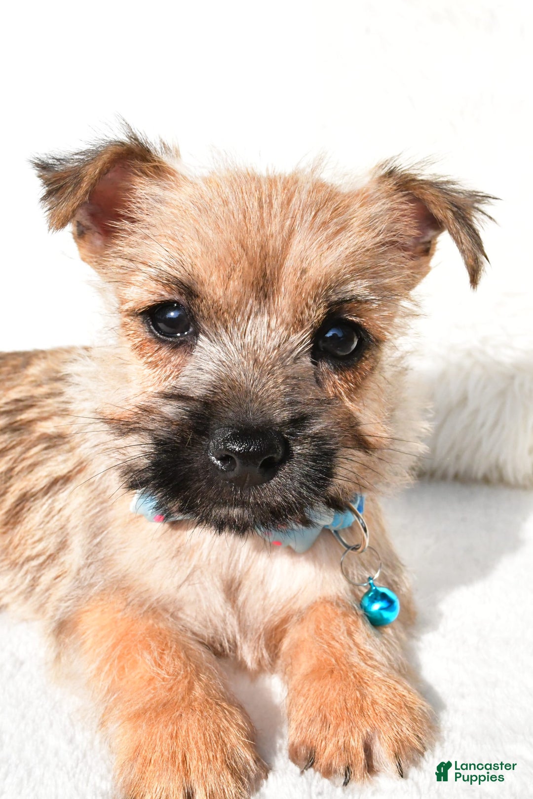 Cairn Terrier dogs for sale: Echo - Image 6