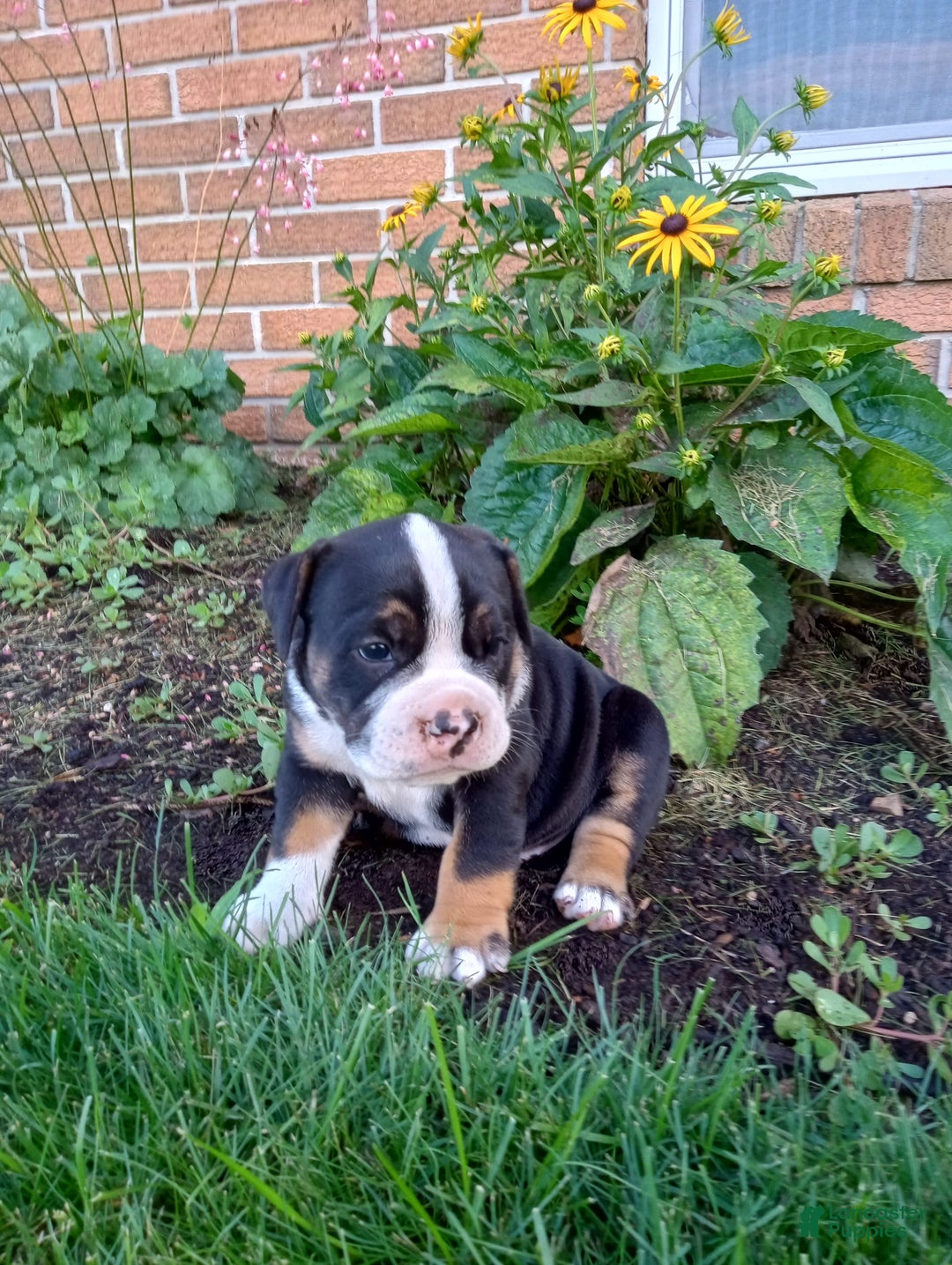 Olde English Bulldogge dogs for sale: Ethan - Image 5