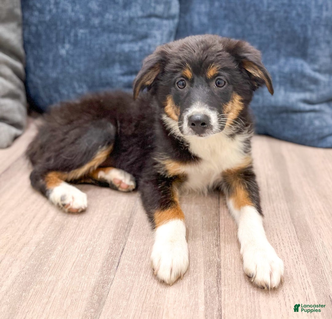 Miniature Australian Shepherd dogs for sale: Athena - Image 3