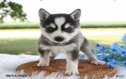 Alaskan Klee Kai dogs for sale: Alex - Image 3