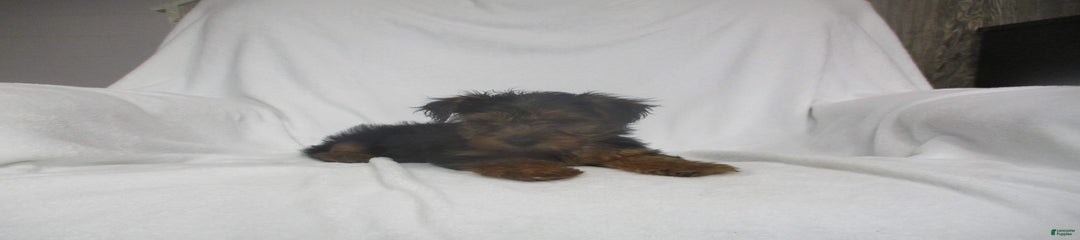 Scout