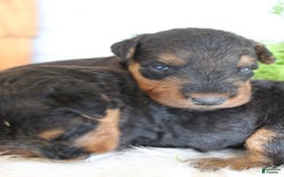 Airedale Terrier dogs for sale: Asher - Image 4
