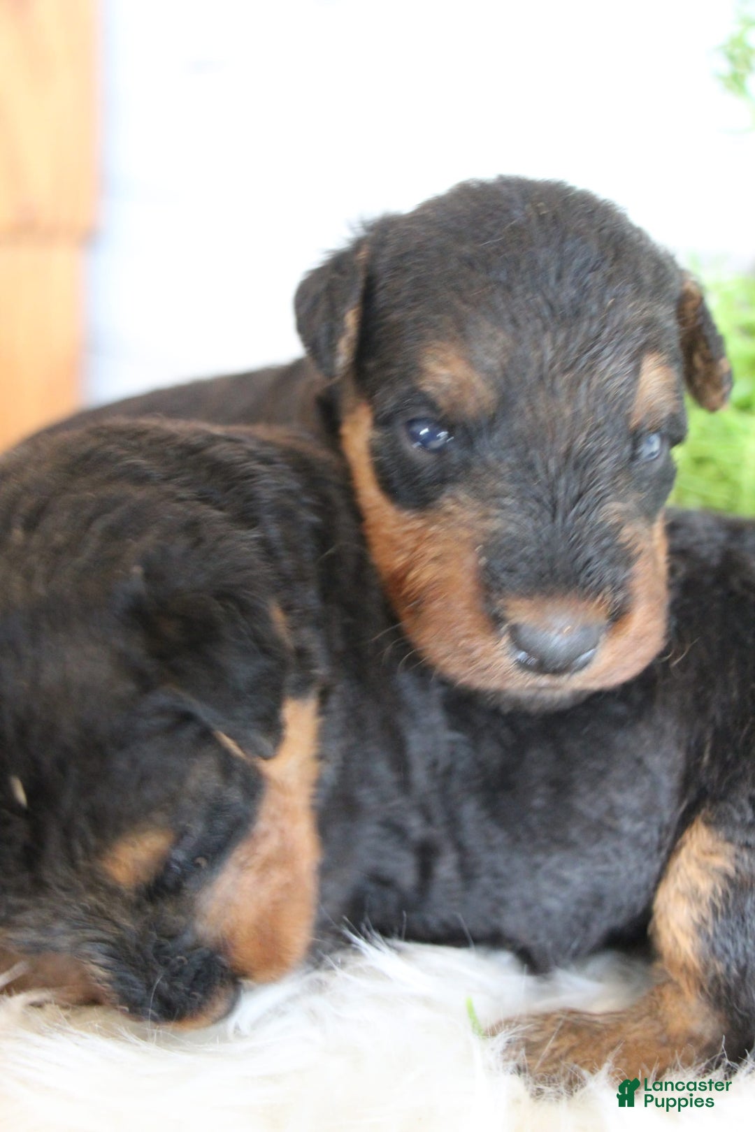 Airedale Terrier dogs for sale: Asher - Image 4