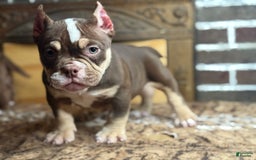 American Bully dogs for sale: Trixie - Image 7