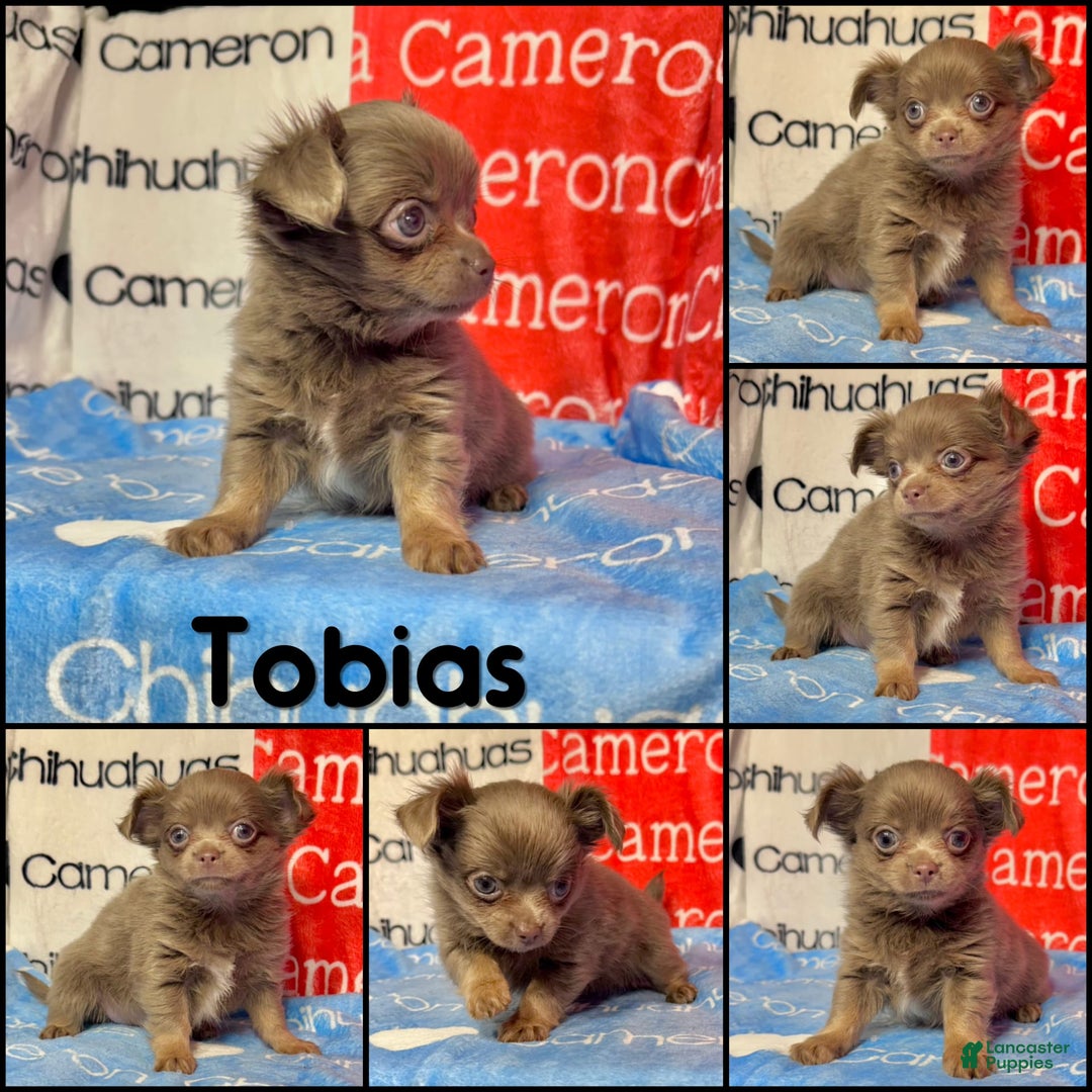 Chihuahua dogs for sale: Tobias Lavender Long Coat - Image 37