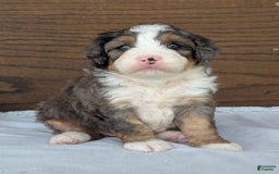 Mini Bernedoodle dogs for sale: Bluey - Image 8