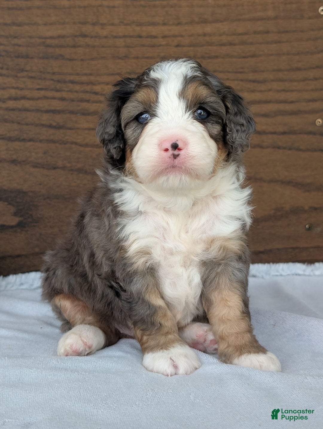 Mini Bernedoodle dogs for sale: Bluey - Image 8