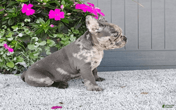Frenchton dogs for sale: Sammy - Image 2